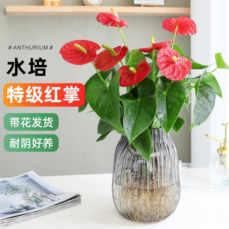 Hydroponic Anthurium Green Plant Potted Plant with Good Luck, White Palm Indoor Living Room Desktop Flower Plant, Shade-Tolerant and Easy to Maintain in All Seasons