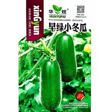早绿小冬瓜种子小节瓜种籽迷你毛冬瓜早熟高产四季春秋播蔬菜种孑