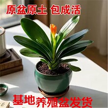 ����Ʒ���]�������m�������҃Ⱥ��B�׻�����m��������Gֲ����