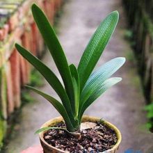 ����10-15Ƭ��Ʒ�����m�ļ��L���҃ȸߙn�Gֲ����������