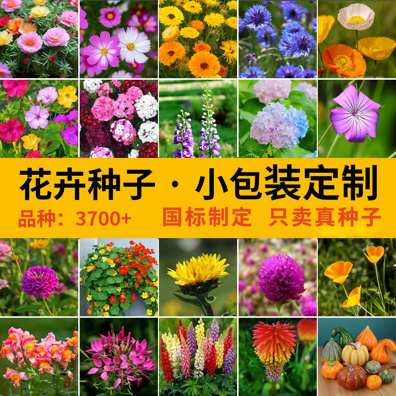 跨境电商小包装家庭园艺草籽种子一件代发耐寒耐旱四季易种云仓发