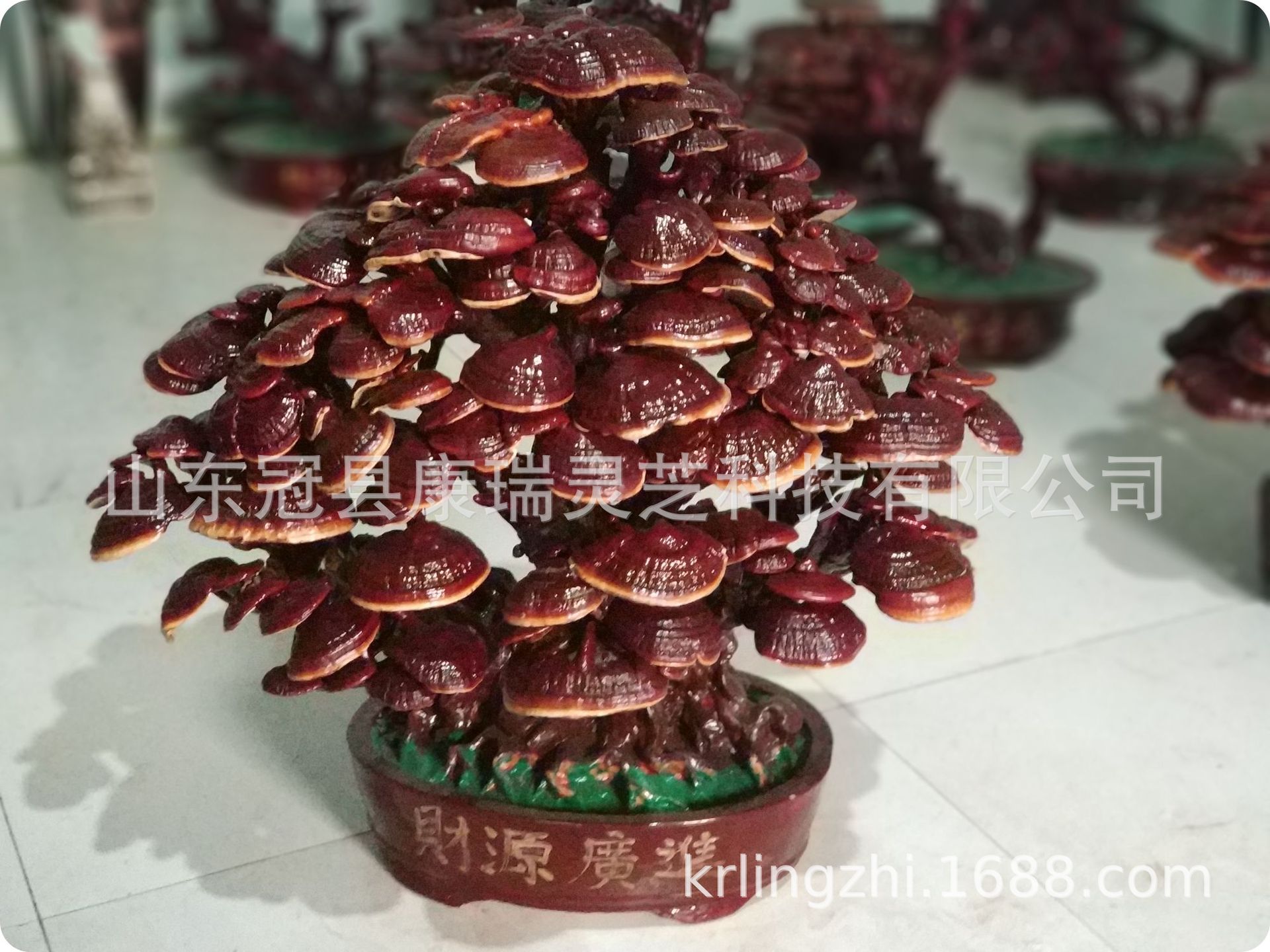 冠县康瑞灵芝盆景 山东灵芝 灵芝盆栽 灵芝摆饰 灵芝花 灵芝造型-阿里巴巴
