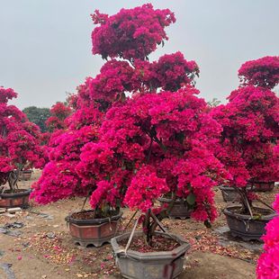 ����̩����ȸ����÷���l �V�|�ļ��t�ն��N��ɫ�Ҿ��辰�҃�