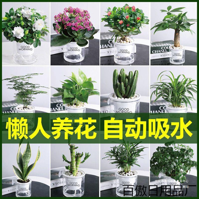 绿萝花卉盆栽植物文竹发财树苗水培好养懒人室内四季带花盆景客厅