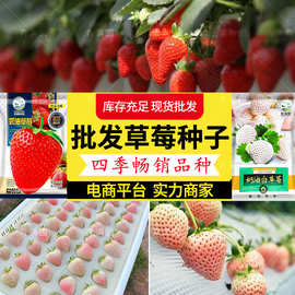 批发红草莓种子苗红颜奶油草莓籽质优价低水果种子当年新种芽率高