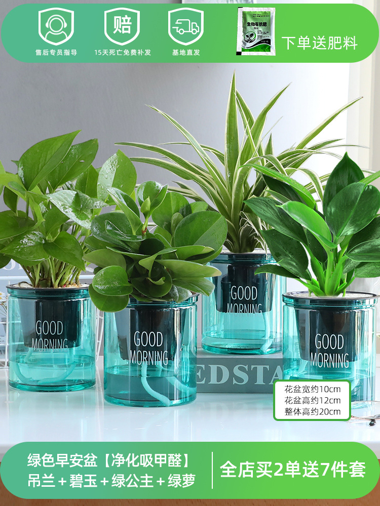 [포름알데히드 정화 및 흡수를 위한 그린 포트] 엽록소 + 재스퍼 + 그린 프린세스 + 포토스 (무료 영양비료)