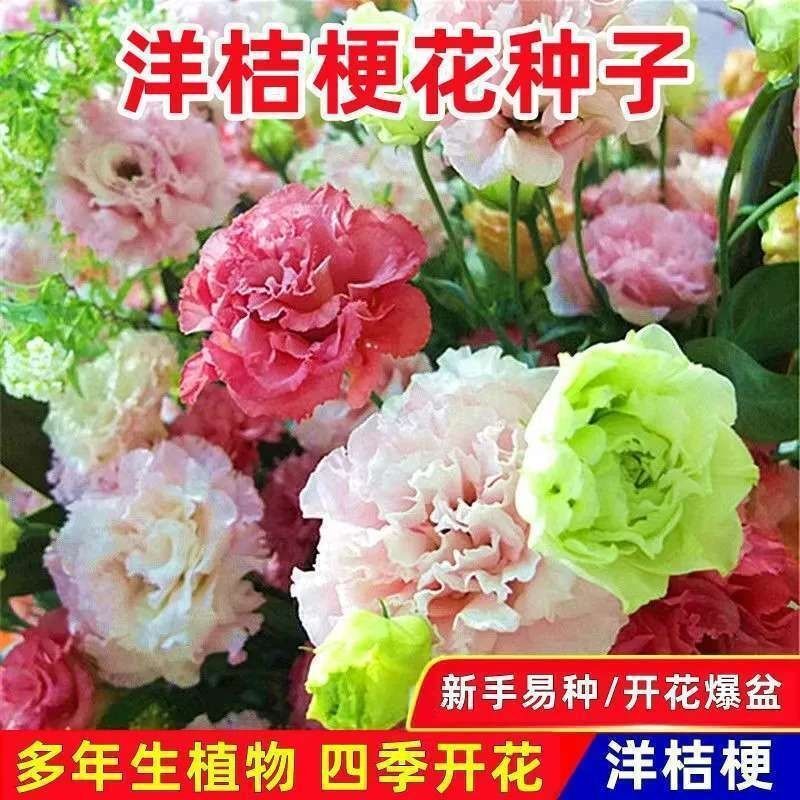 重瓣洋桔梗花种子月季花野花组合花种籽原装四季蔬菜花卉种子大全