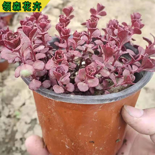 Qingzhou Base Wholesale Four-Season Cold-Resistant Rhodiola Rosea Green Carving Florals Community Landscaping and Greening Project Seedlings
