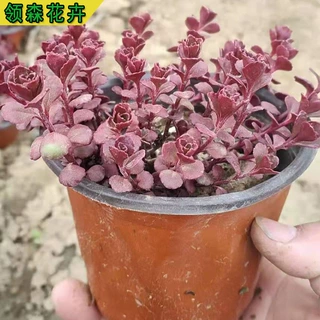 青州基地批发四季耐寒红景天绿雕花卉 小区园林绿化绿化工程苗