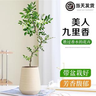 ���˾����������k���҃����滨�ܾGֲ�ļ�ֲ����B���Ϙ������辰