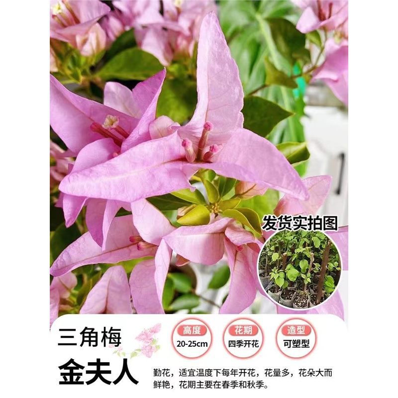 [꽃과 함께 배송되며 수령시 즉시 증정] 미세스 골든 부겐빌레아 40- 50cm