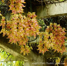 绿色花苗攀爬植物鞭炮花苗油麻藤爬藤攀援花卉红爆竹花庭院围墙花