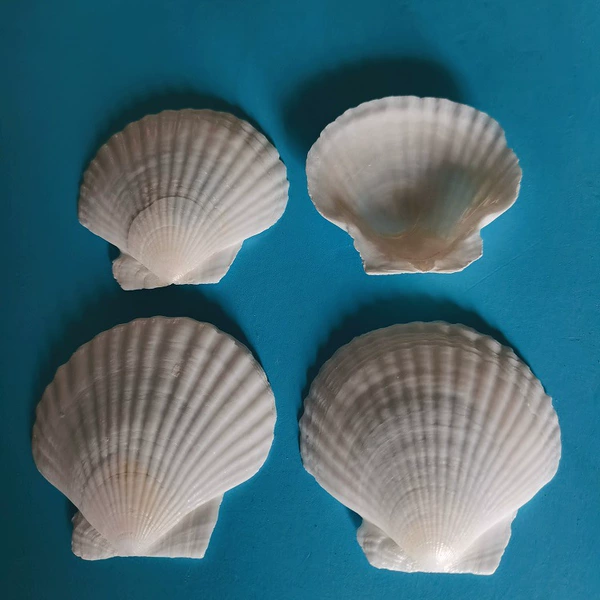 Белая (полированная), 6–7 см, 1 шт.