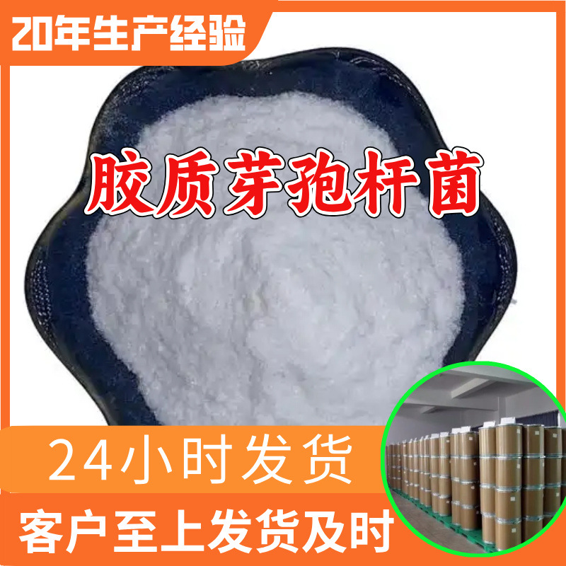 胶质芽孢杆菌 源头工厂工业级分析满意的服务99%含量江苏浙江山东