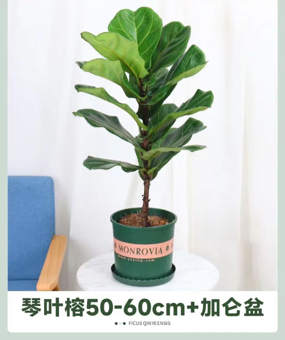 Qinye Banyan planta verde sala de estar gran planta en maceta árbol de goma planta de hoja grande oficina absorbe formaldehído, fácil de cultivar flores