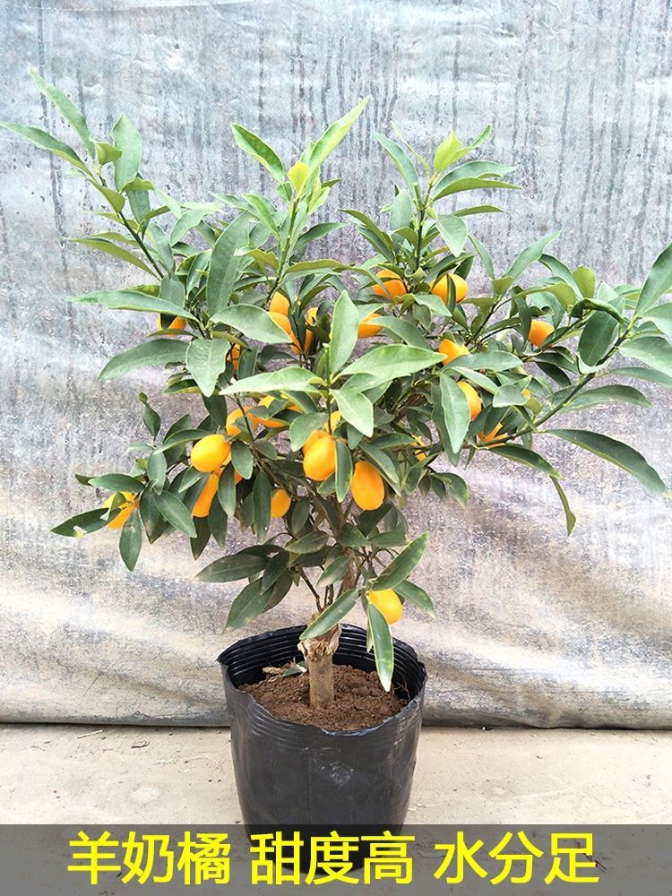 82370ab3-3804-4687-89e1-b3b935