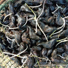 ǷNǷNNˮֲƯ͸߮aǷN