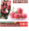 Gansu Apple Red Fuji fruit wholesale fresh Apple wholesale Christmas Eve Apple Tianshui Place of Origin find