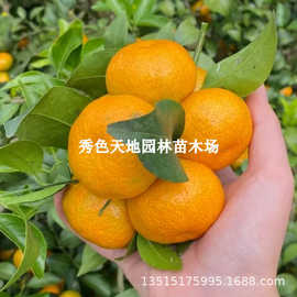 爱媛42号贵妃柑橘子树苗薄皮无籽爱媛38号桔子苗晚熟杂柑南方种植
