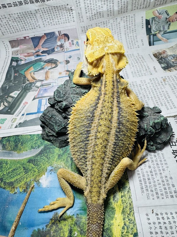 鬃狮蜥蜴活的宠物幼体入门级爬宠异宠温顺不咬人柑橘红系超白zero|undefined