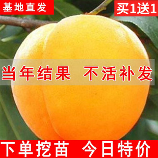 �S�Ҙ��m�Ҙ����޽��綬�����Ҙ�����Ϸ������Nֲ���箔��Y��