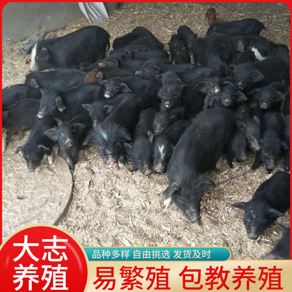 山东藏香猪养殖基地纯种藏香猪出肉率高小猪苗生长快低成本高收益