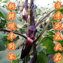 山东大龙长茄紫皮紫莪细长茄子全国名特优新农品紫莪长茄