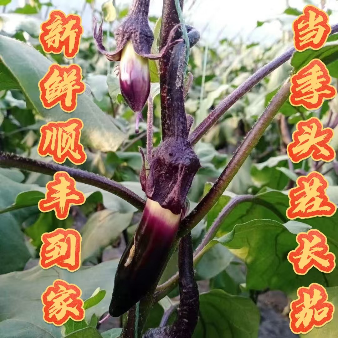 山东大龙长茄紫皮紫莪细长茄子全国名特优新农品紫莪长茄