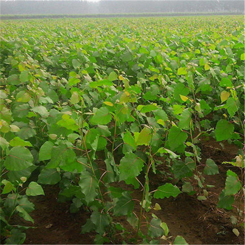 基地直发杨树产地直销造景工程道路风景绿化生态造林苗