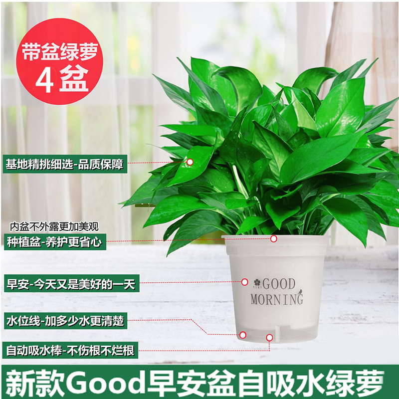 [베스트셀러 4개 세면대] 120 # 굿모닝 화이트 흡수성 포토스 무료 비료 2팩