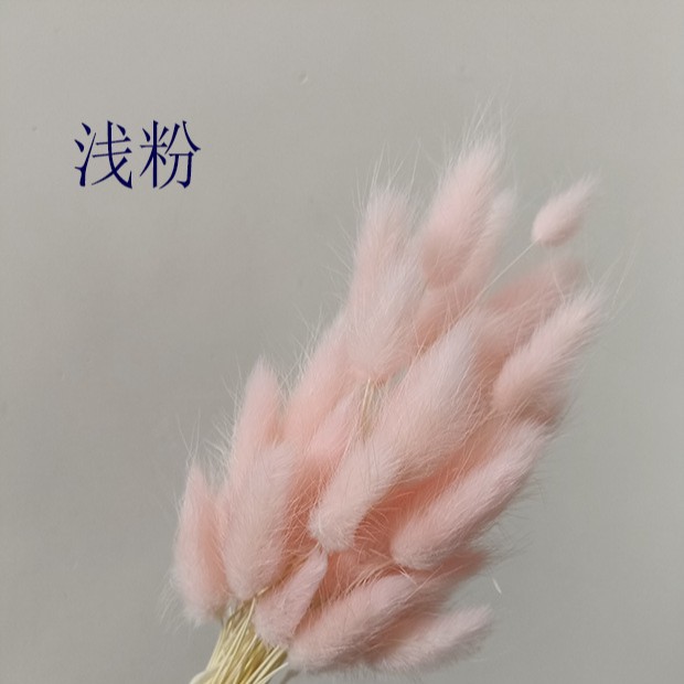 Hierba de cola de conejo flor seca hierba de cola de conejo blanco un montón de 50 piezas