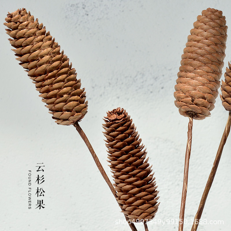 2云杉松果3.jpg