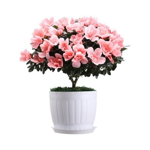 ���N�����Ի���ֲ���҃Ȼ��������w�Ϙ��ļ��_��ֲ����B�׻�Gֲ