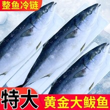 特大黄金大鲅鱼新鲜冷冻20-30斤整条马鲛鱼冰鲜海鱼馅特产礼盒装