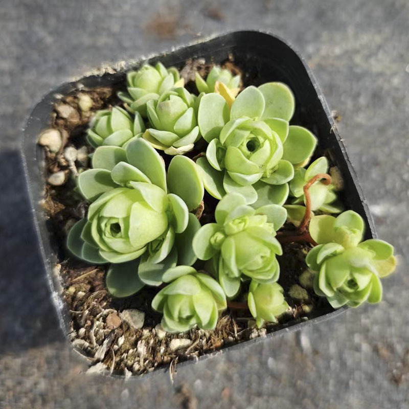 산장미군 4~5cm (플라스틱 화분에 심어 배송)