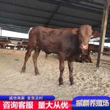 sţ SţBֳ ľٝţ Nţһ^