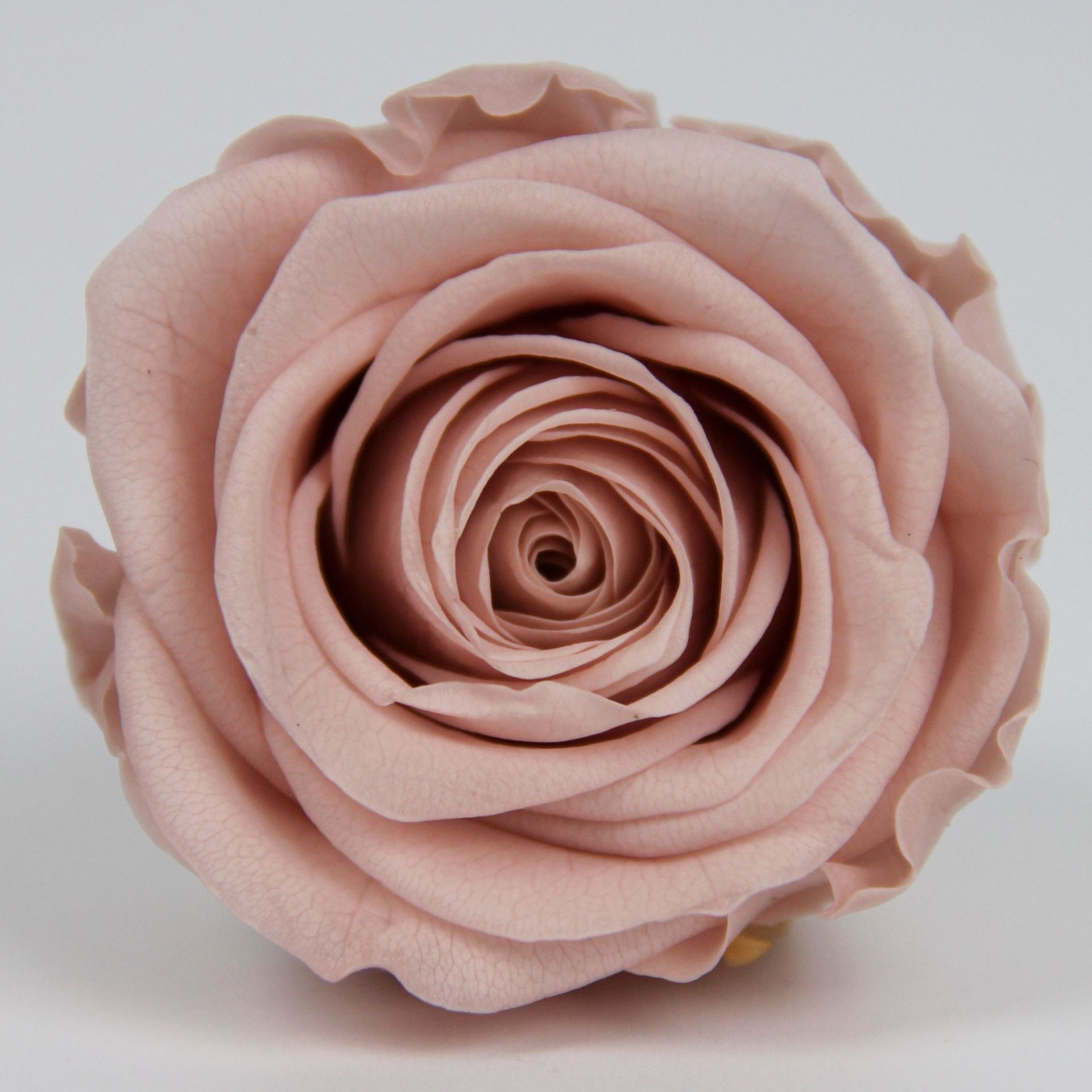 Clase B Flor eterna Rosa 2 3cm Día de San Valentín chino Flor eterna al por mayor DIY Yunnan 520 Regalo del día de la madre