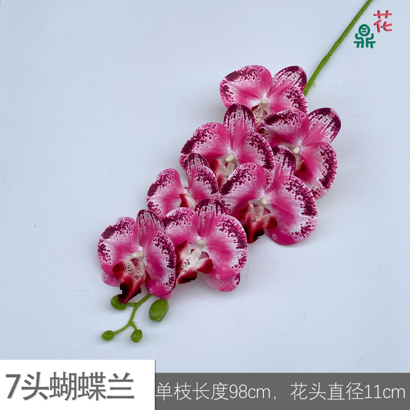 7 phalaenopsis GFG #46 레드 코어 깊은 핑크
