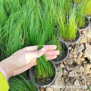 细茎针茅 景观园林植物生长快工程绿化基地批发 细茎针茅观赏苗-阿里巴巴