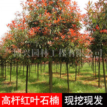 ߗUt~ʯ骘tСhʇGͥԺt~ʯ͘