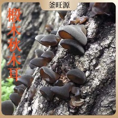 メーカーの卸売りのむくみの木の秋のキクラゲは食用菌の干物の産地を袋に入れて、東北の特産品の野生の黒カビを供給します。