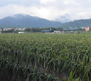 �����������Ԯ���Y����һ̖��t���S����Cܛ֦��t������