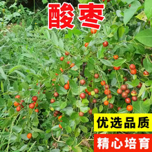 ��ժҰ���ᗗ�ʷN��ɢ�b���|�ᗗ�N�ӗ����ᗗ�ї��ʷN����ľ�N��