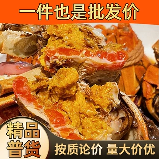 阳澄蟹老板源头鲜活大闸蟹源头养殖 散货 集采批发 量大价优