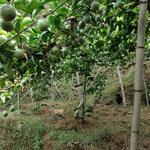 高山黄金百香果广西钦蜜9号新鲜水果当季整箱百香果包果园直发