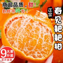 春见耙耙柑四川眉山正宗爆浆新鲜特级大果现摘包邮粑粑柑桔橘子