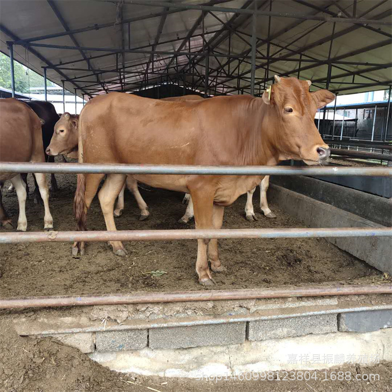 养殖出售 育肥鲁西黄牛牛犊 鲁西黄牛种牛 改良鲁西黄牛价格行情