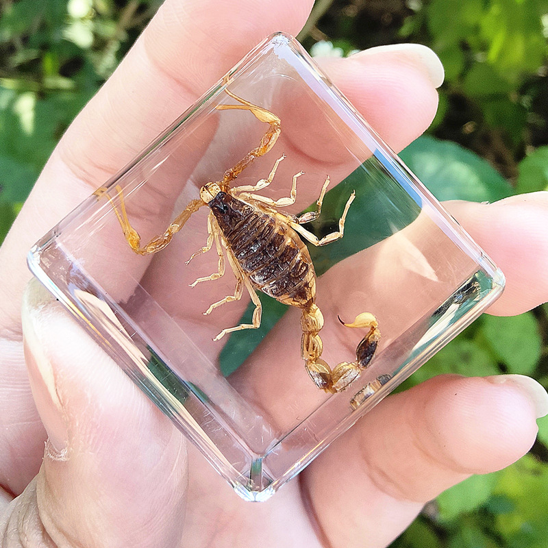 주황색 노란색 전갈