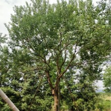 乌桕批发 景观绿化风景树直径10-80公分乌桕桂林园林基地乌桕