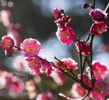 红梅腊梅梅花种子花卉种子盆栽庭院四季种室内阳台四季播耐寒